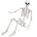 Life Size Posable Skeleton V714
