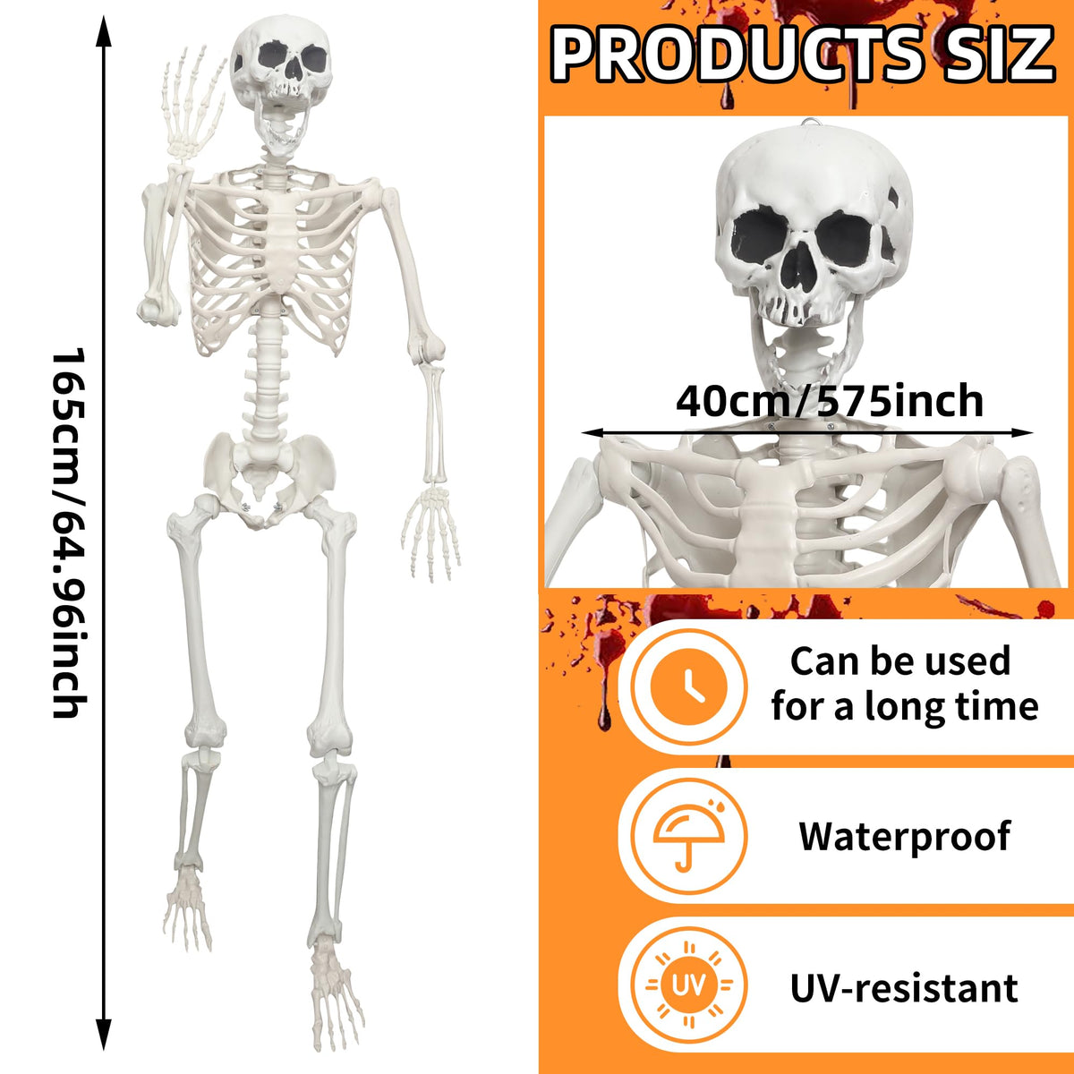 Life Size Posable Skeleton V714