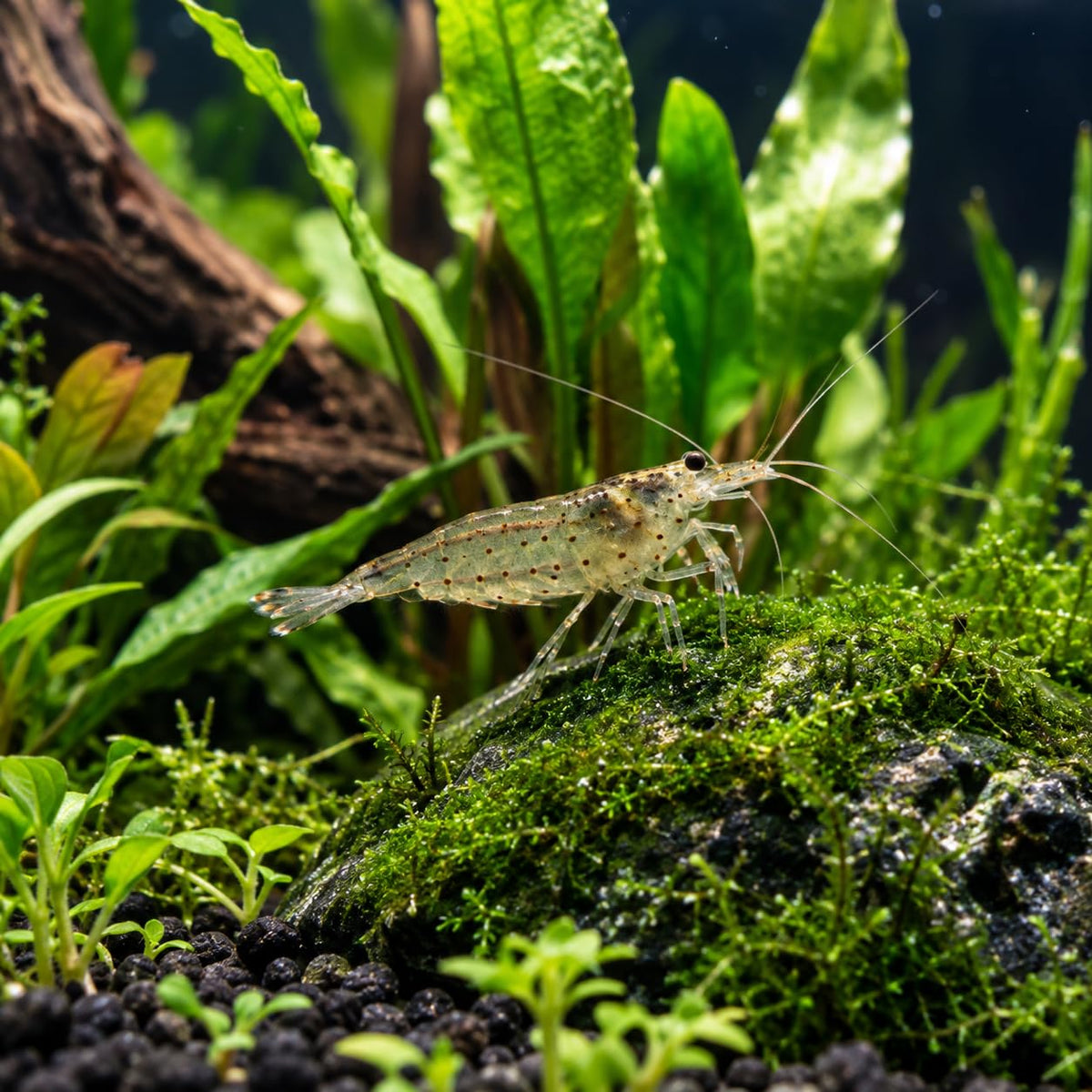 10 Freshwater Aquarium Shrimp Live O34681