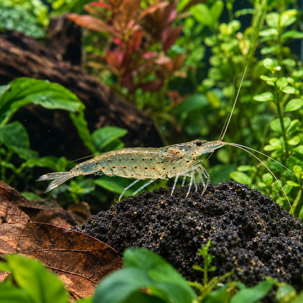 10 Freshwater Aquarium Shrimp Live O34681