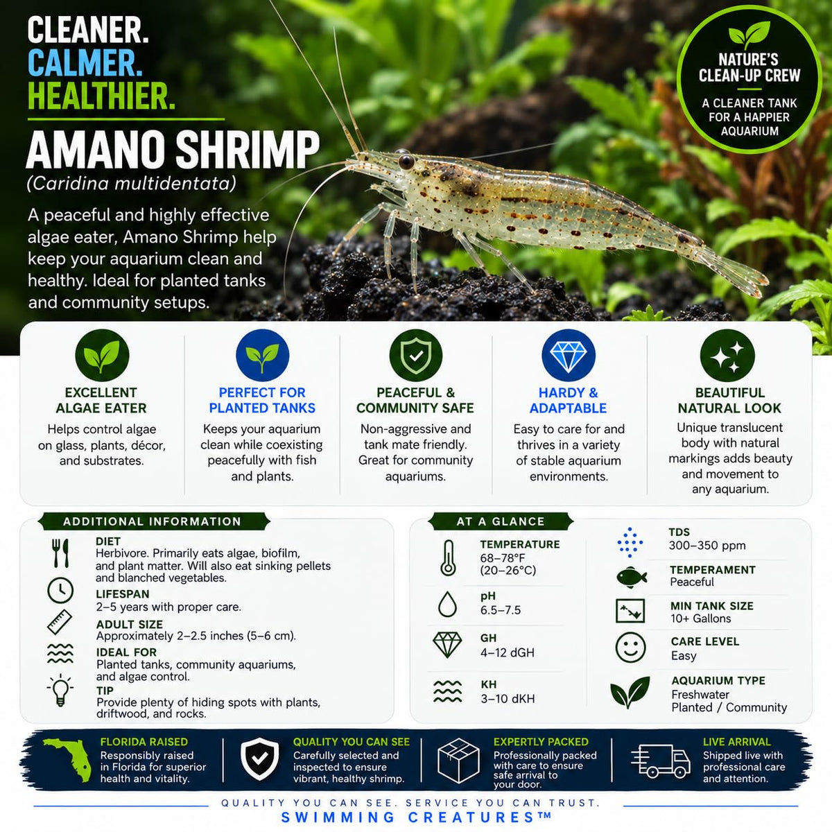 10 Freshwater Aquarium Shrimp Live O34681